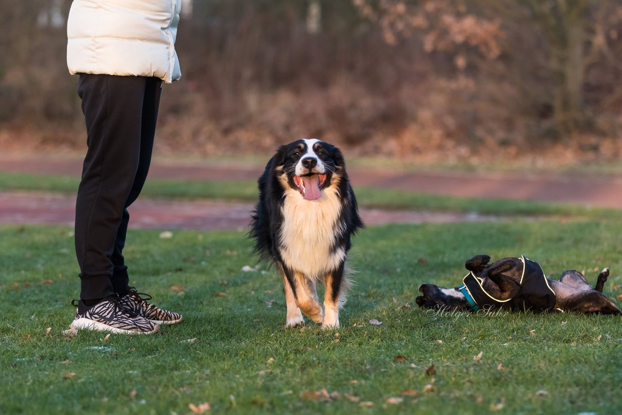 Bild 13 - Hundeshooting